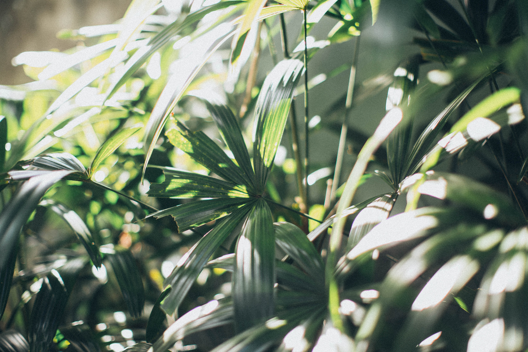 Green Leaf Plant