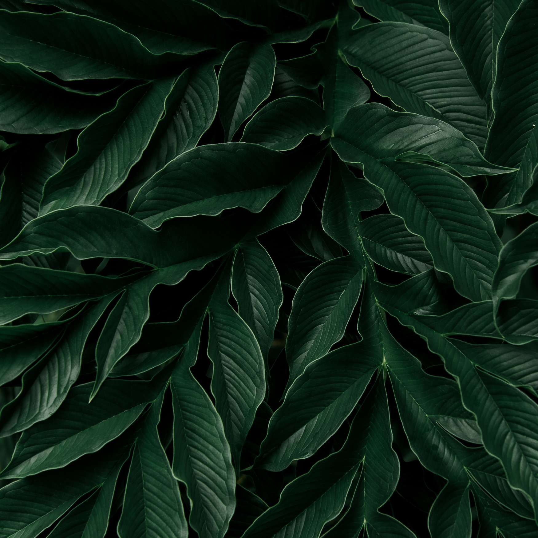 tropical leaves, dark green foliage in jungle, nature background